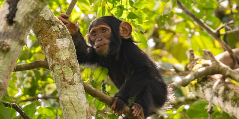 5 Jou Prive Luxury Bwindi Gorilla Trek ak Kibale Chimps soti nan Entebbe nan Uganda (2026 - 2027)