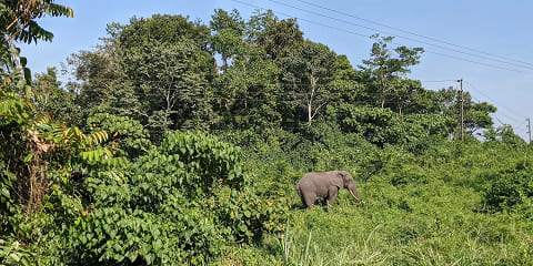 2 Days Group Budget Chimpanzee Trek from Entebbe in Uganda (2026 - 2027)