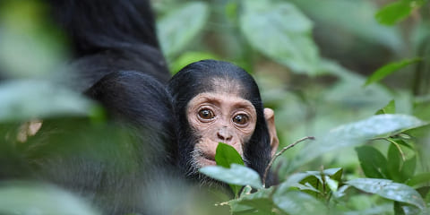 8 Days Big 5 och Primate Private Mid Range Safari från Entebbe i Uganda (2026 - 2027)