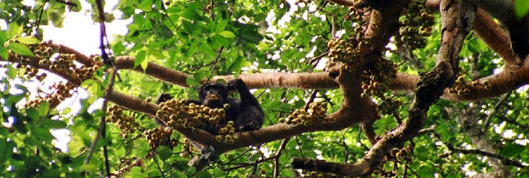 Transfer to Kibale Forest National Park