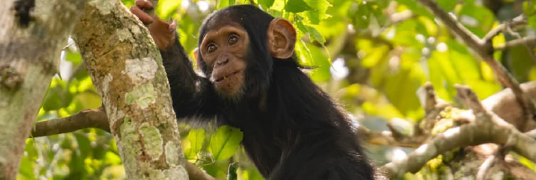 Transfer to Kibale Forest National Park