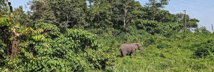 Transfer to Kibale National Park