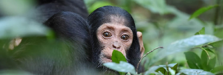 Scenic Drive to Kibale National Park