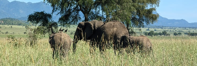 Transfer to Kidepo Valley National Park