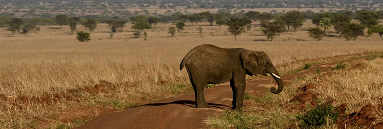 Transfer to Kidepo Valley National Park