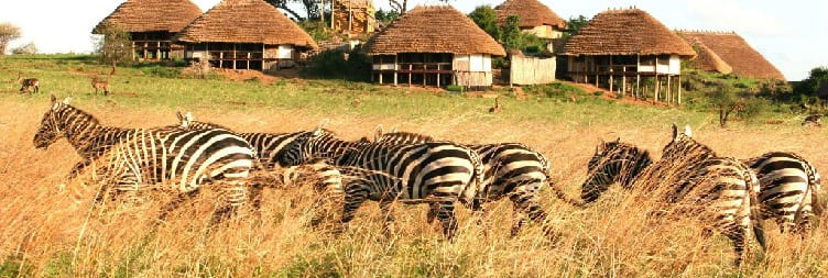 Early Morning Game Drive and Afternoon Cultural Visits in Kidepo Valley National Park