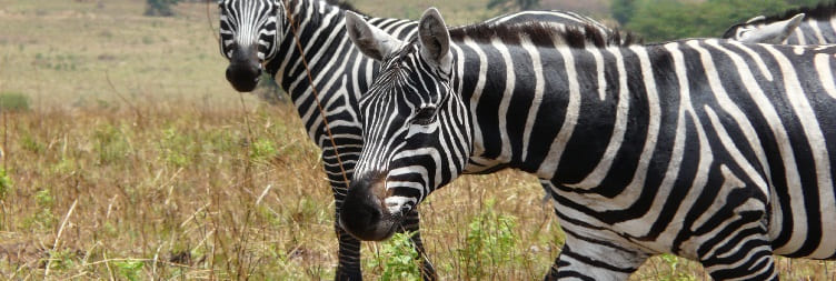 Transfer to Kidepo Valley National Park