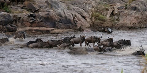 9-Day Mid-Range North Serengeti Mara River Crossing Migration Safari mula Arusha hanggang Zanzibar, Tanzania