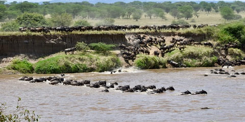 10 Aso Tala o le Tupe North Serengeti Femalaga'iga Tele Safari mai Nairobi - Mara River Crossing & Zanzibar Holiday