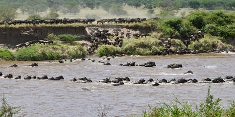 5-Day Private Luxury Serengeti National Park Safari from Kogatende Airstrip, Tanzania