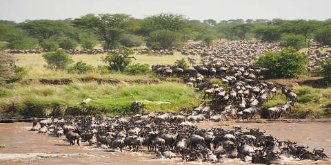 Gran safari migratorio de 11 días en Serengeti do Norte en Tanzania e Kenia desde Zanzíbar