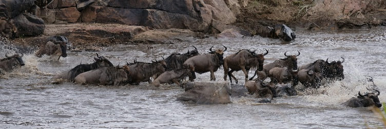 မြောက် Serengeti အမျိုးသားဥယျာဉ် (Kogatende) - Serengeti အမျိုးသားဥယျာဉ် (ဗဟို)