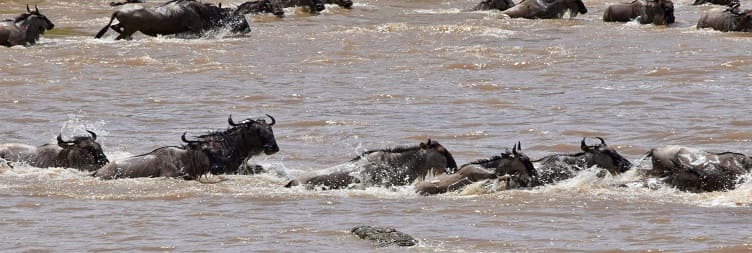 Serengeti အမျိုးသားဥယျာဉ် (မြောက်ဘက်) ရှိ Safari Drive ဂိမ်း