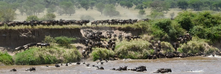 Full Day Game Drive Safari in South Serengeti National Park
