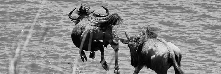 North to Central Serengeti National Park (Seronera)