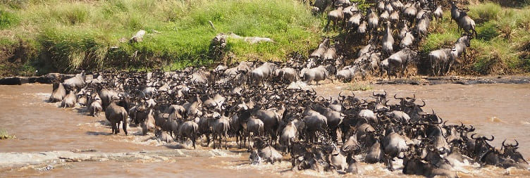 North Serengeti National Park – Wildebeest Migration (Kogatende & Bologonja)
