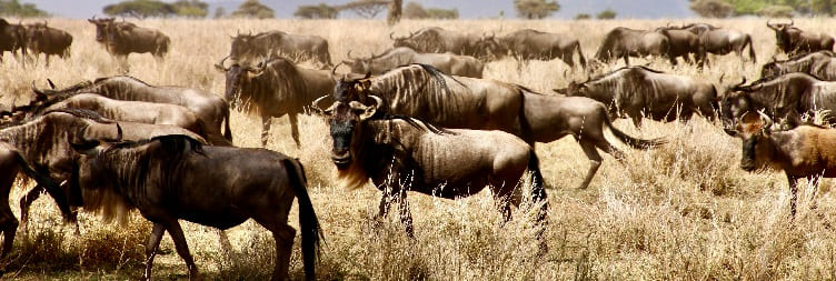 Ngorongoro Crater to North Serengeti National Park (Kogatende)