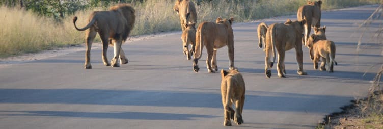 Full Day Kruger National Park