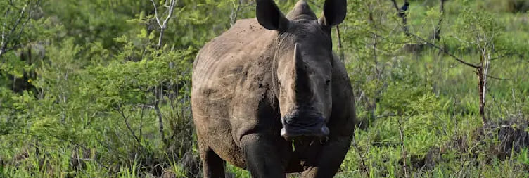 Kruger National Park