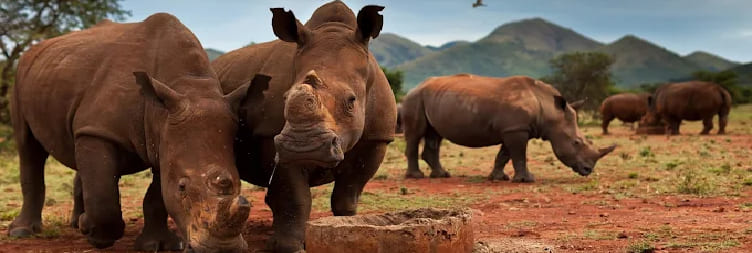 Kruger National Park and Departure