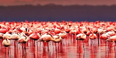 Excursión privada de 2 días ao lago Natron e Oldoinyo Lengai desde Arusha en Tanzania (2026-2027)