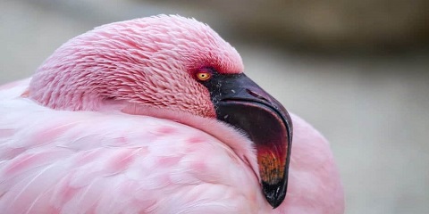 1 Day Private Lake Natron Visit Tour from Mto Wa Mbu, Tanzania (2026 - 2027)