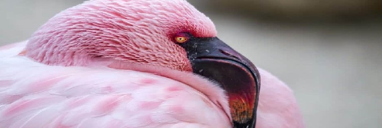 Mto wa Mbu to Lake Natron