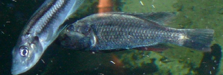 ලේක් වික්ටෝරියා අයිලන්ඩ් පාපැදි දින චාරිකාව