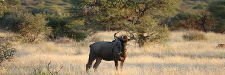Central Serengeti to Northern Serengeti