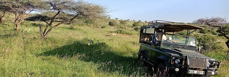Full Day Safari in Loisaba Conservancy
