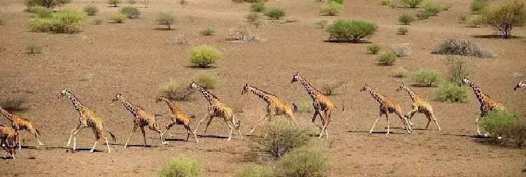 Exploring Loisaba Conservancy  