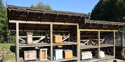 Tanzaniya, Tanga shahridan 1 kunlik xususiy Lushoto asalarichilik muzeyiga sayohat