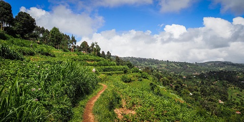 Tanga, Tanzanya'dan 1 Günlük Özel Irente Çiftliği Günü Gezisi