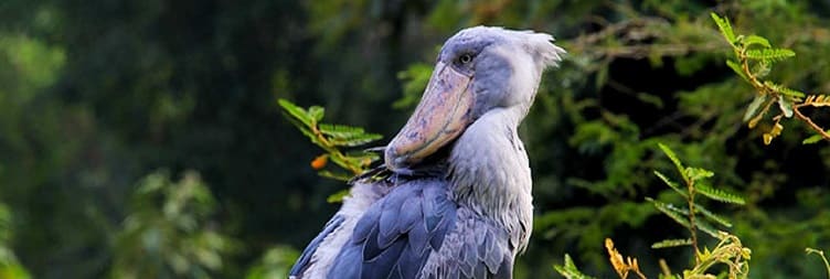 Shoebill Tracking Mabamba Swamps Day Tour-ում