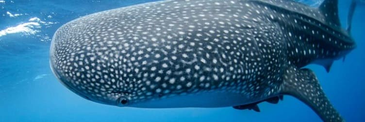 Mafia Island – Marine Adventures & Relaxation