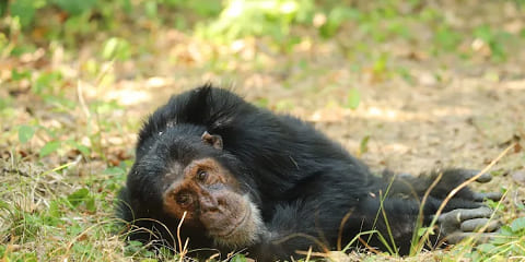 Kwanaki 13 Tanzaniya Yawon shakatawa mai zaman kansa na Tsakanin Kewaye daga Dar Es Salaam (2026 - 2027)