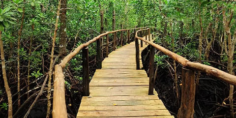 1 eguneko Mangladi Basoko Ibilaldi Pribatua Michamvi-n, Zanzibar (2026 - 2027)