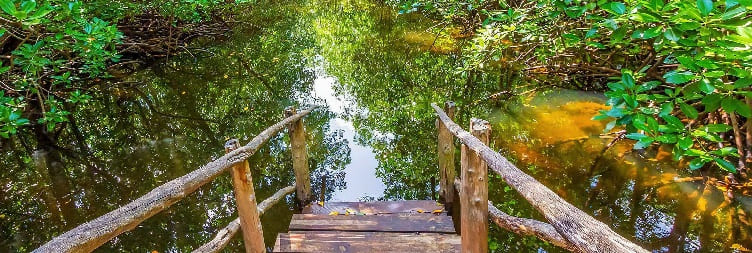 Тур па мангравых лясах у Мічамві