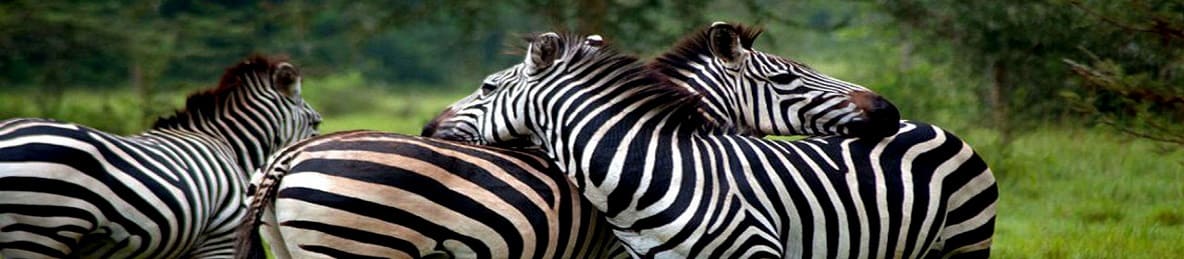 From Kampala, Uganda, Africa Before AFCON 2027: 7-Day Group Luxury Chimpanzee and Gorilla Trekking Big Five Safari tour banner