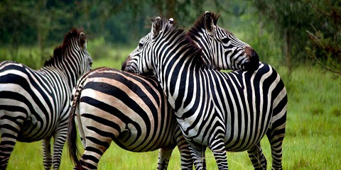 7-Day Group Luxury Chimpanzee and Gorilla Trekking Big Five Safari from Kampala, Uganda, Africa Before AFCON 2027