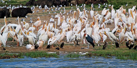 8-Day Private Luxury Primate Safari from Kampala, Uganda Before AFCON 2027