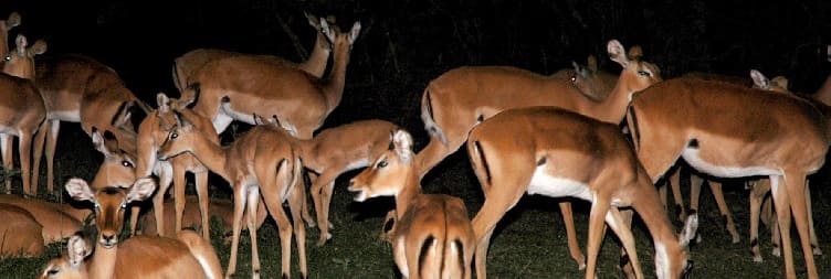 Drive to Lake Mburo, Mbarara & Kisoro