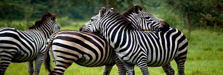 Transfer to Lake Mburo National Park