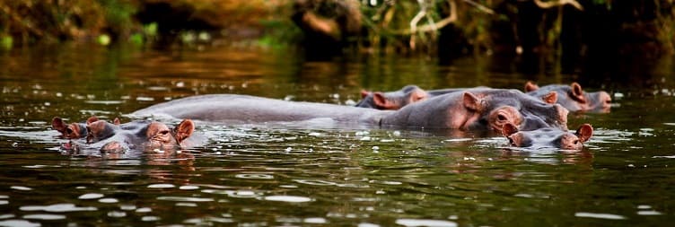 Lake Mburo (Game Drive & Boat Ride)