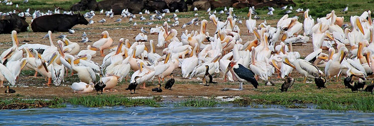 Drive to Lake Mburo National Park