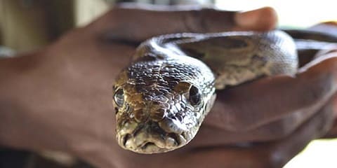 1 day private Meserani Snake Park Riendzo eArusha, Tanzania