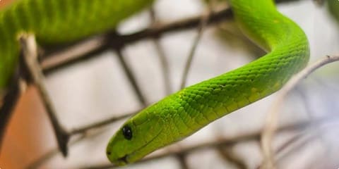 טיול פרטי בפארק הנחשים Meserani של יום אחד מנמל התעופה ארושה, טנזניה