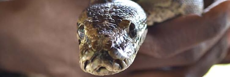 Meserani Snake Park Trip