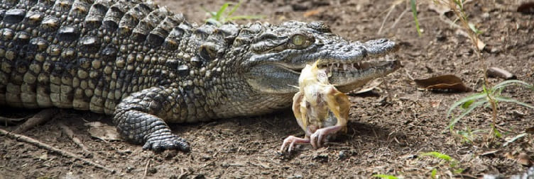 Meserani Snake Park Trip