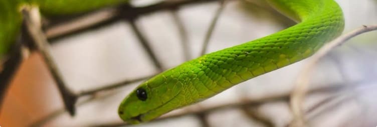 Meserani Snake Park Trip